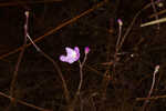 Eastern purple bladderwort